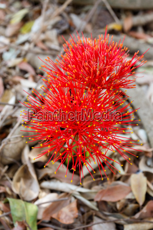 flor de esfera roja lirio bola de fuego en las - Foto de archivo #14050991  | Agencia de stock PantherMedia