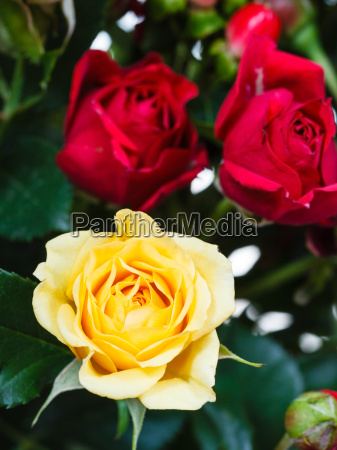 rosas amarillas y rojas en ramo de flores - Foto de archivo #14261849 |  Agencia de stock PantherMedia