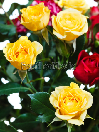 rosas amarillas y rojas en un montón de flores - Stockphoto #14261847 |  Agencia de stock PantherMedia