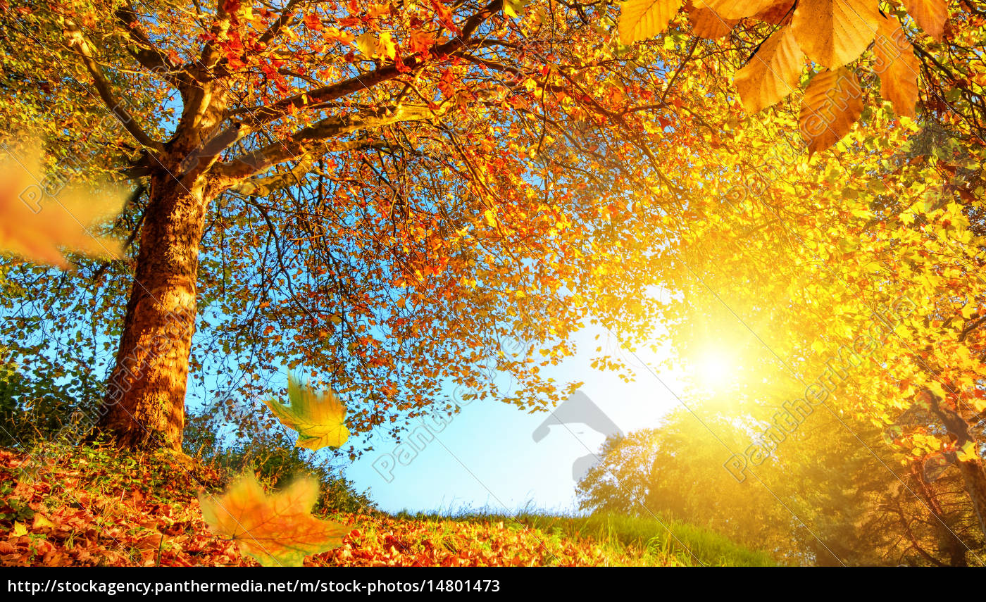 paisaje de otoño fotos