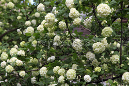 Flor de bola de nieve - Viburnum opulus - Stockphoto #14829243 | Agencia de stock PantherMedia Flor de bola de nieve - Viburnum opulus - Stockphoto #14829243 | Agencia de stock PantherMedia