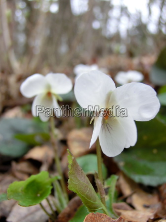 Violetas blancas en el bosque - Stockphoto #14880933 | Agencia de stock  PantherMedia