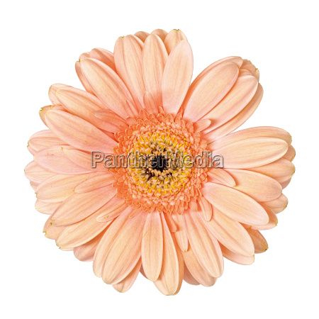 Flor de Gerbera Rosa Claro Aislada - Foto de archivo #15366085 | Agencia de  stock PantherMedia