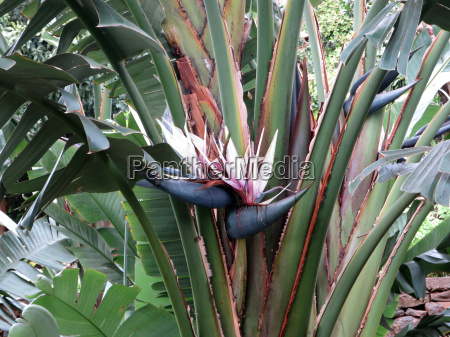 Strelitzia del árbol Strelitzia nicolai - Foto de archivo #19771499 |  Agencia de stock PantherMedia