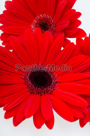 flor de margarita gerbera roja - Foto de archivo #20463971 | Agencia de  stock PantherMedia