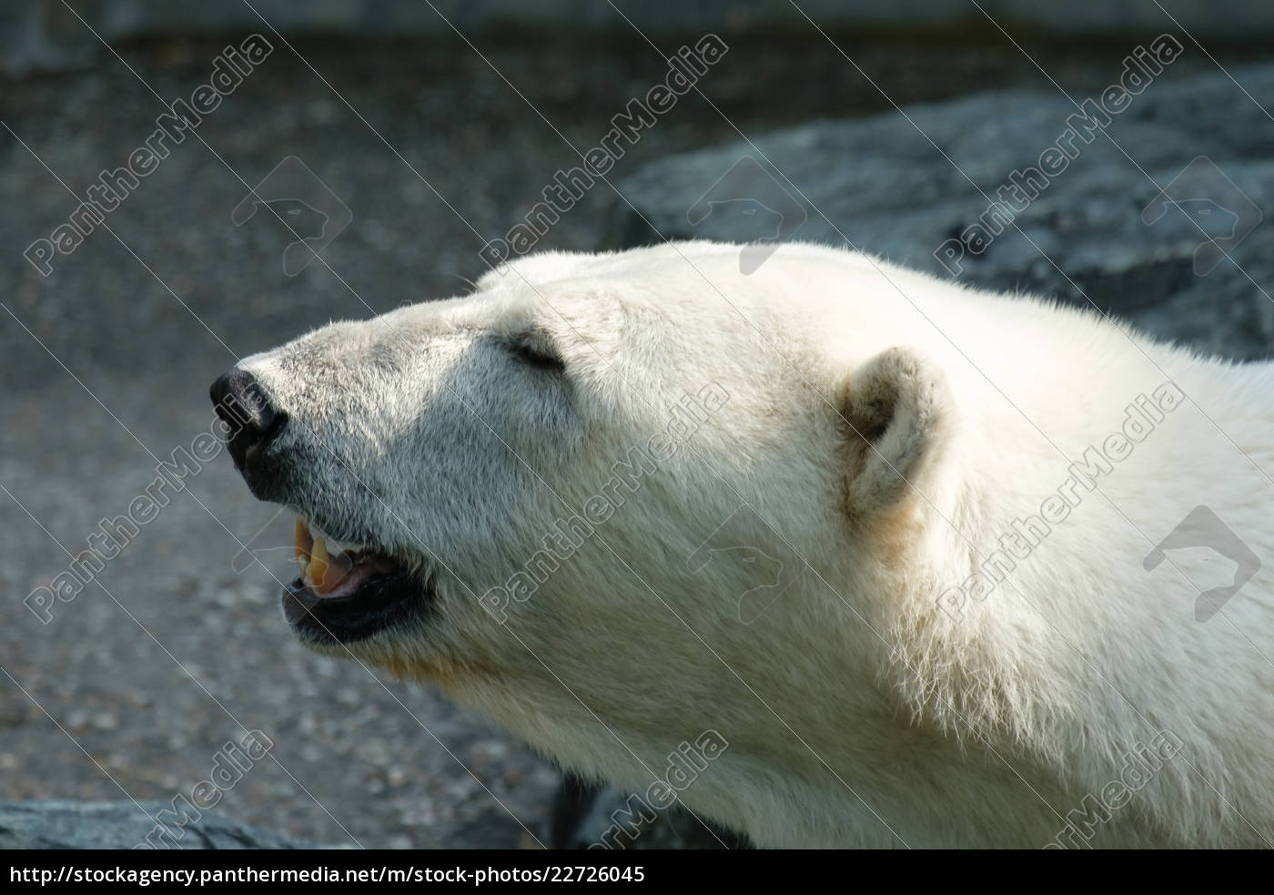 diente de oso polar