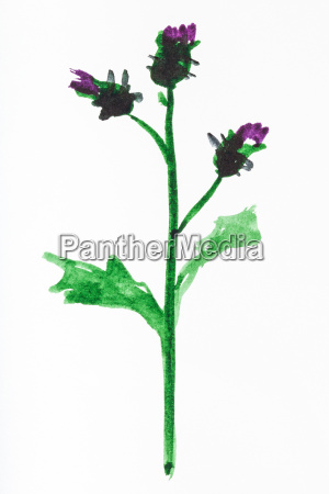 flores de cardo pintadas a mano sobre papel blanco - Foto de archivo  #22932925 | Agencia de stock PantherMedia