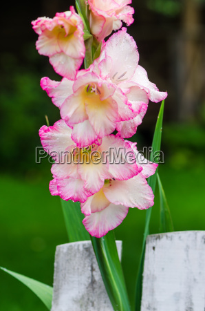 Flor de gladiolus rosa claro primer plano - Foto de archivo #23219071 |  Agencia de stock PantherMedia