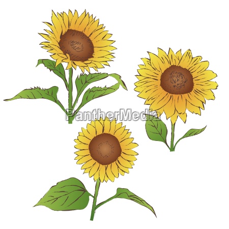 Dibujo a mano boceto girasoles imagen del verano - Stockphoto #24736158 |  Agencia de stock PantherMedia