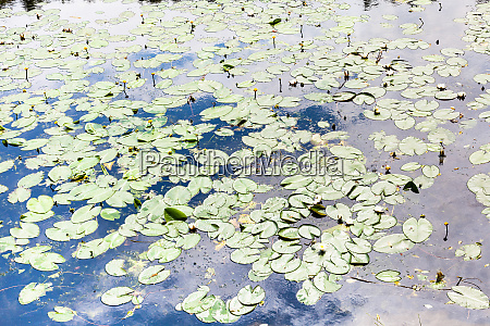 Estanque cubierto de lirio de agua amarillo y blanco - Stockphoto #27028143  | Agencia de stock PantherMedia