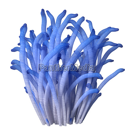 Renderizado 3D de anémona azul sobre blanco - Stockphoto #28147431 |  Agencia de stock PantherMedia