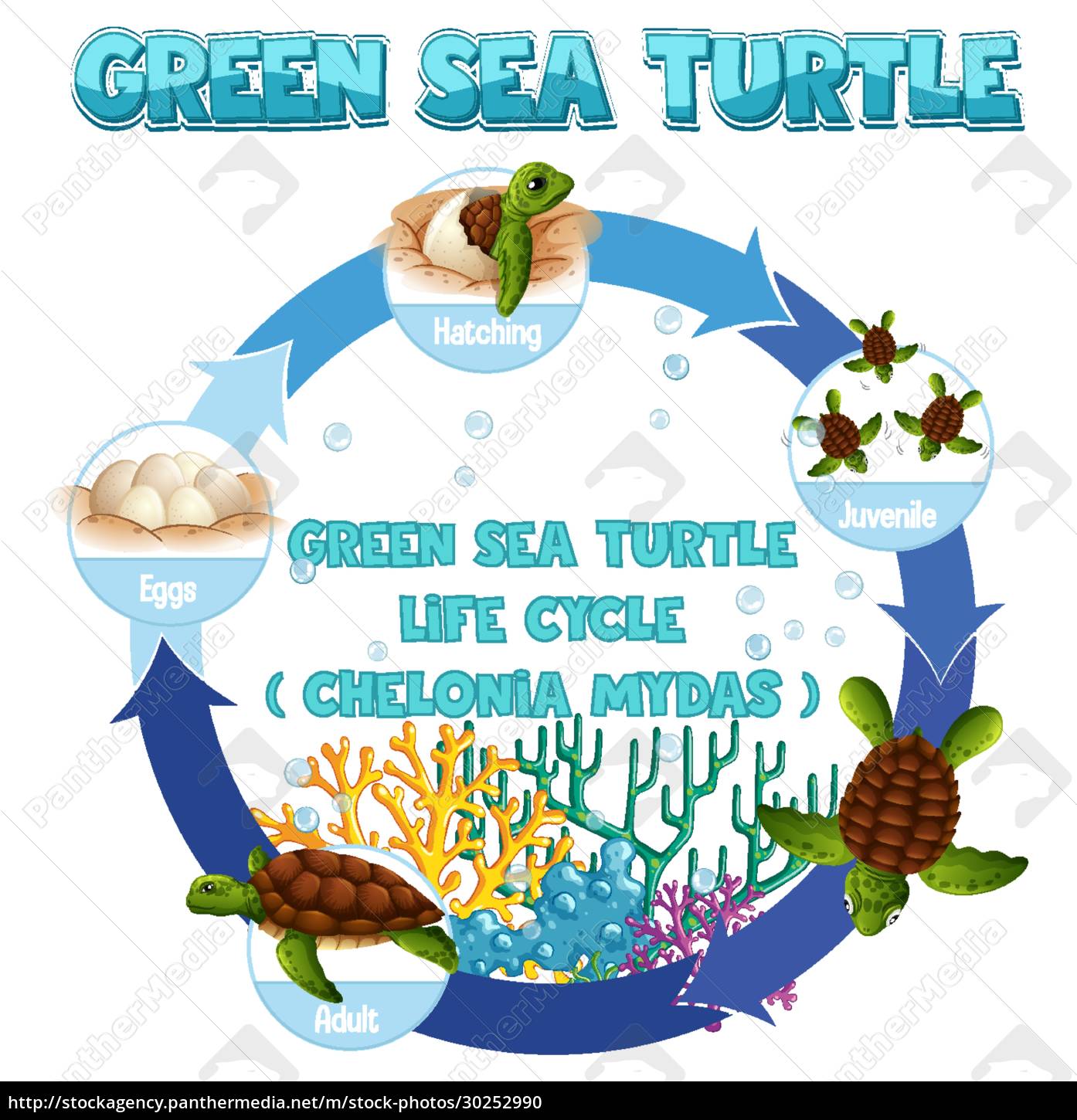 diagrama del ciclo de vida de la tortuga